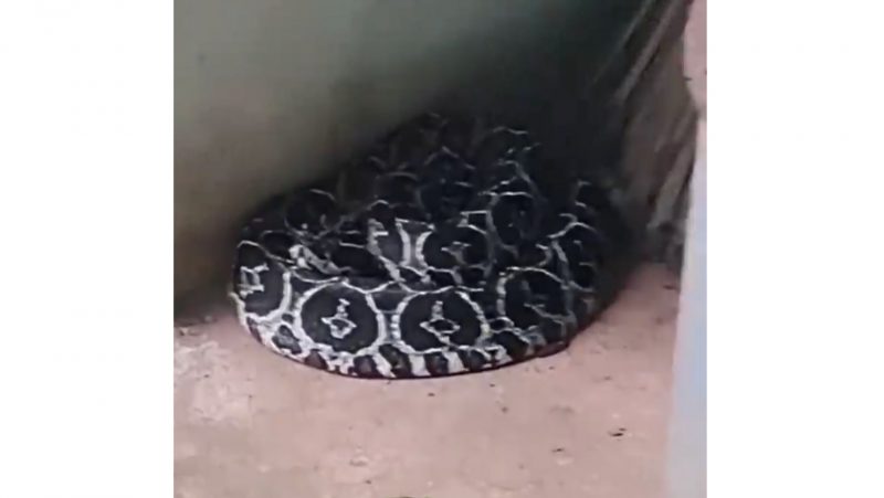 Urutu flagrada atr&aacute;s da porta, mas beleza hipnotizou o morador – Foto: Reprodu&ccedil;&atilde;o