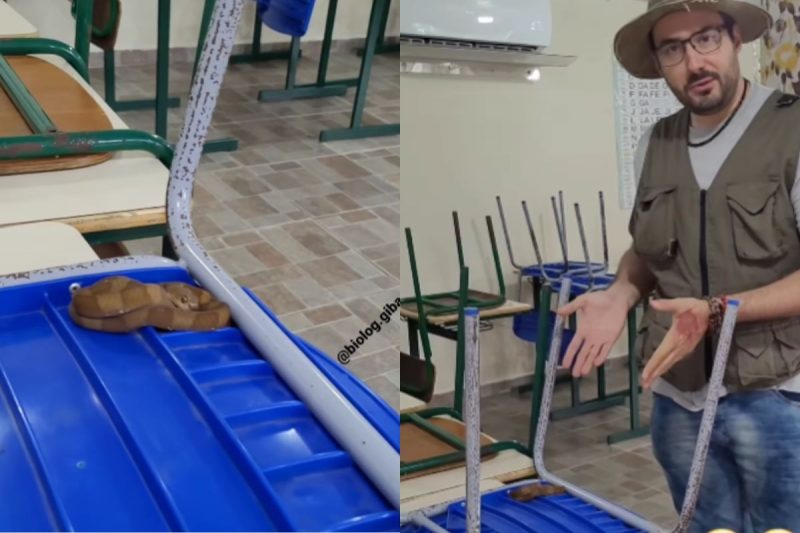 Cobra foi encontrada pelos professores que acionaram o bi&oacute;logo para fazer o resgate – Foto: Gilberto Ademar Duwe/Reprodu&ccedil;&atilde;o/ND