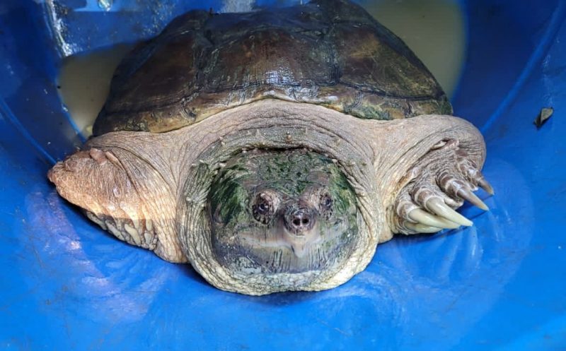 Zool&oacute;gico de Brusque abriga tartaruga ‘pr&eacute;-hist&oacute;rica’; conhe&ccedil;a – Foto: Prefeitura de Brusque/Divulga&ccedil;&atilde;o/ND