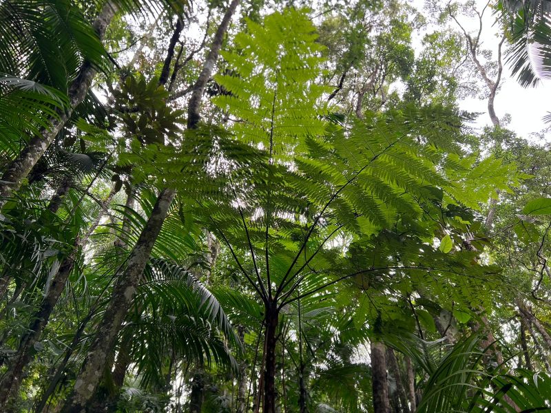 Plantas podem alegrar espaços fechados, como apartamentos