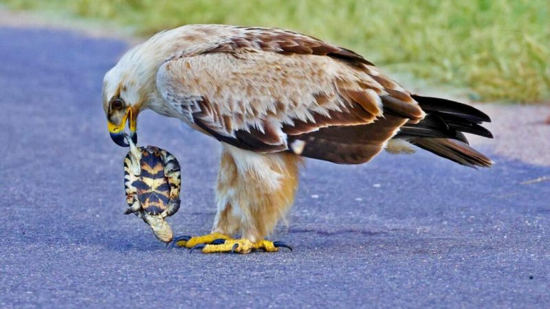 Erland Huledal told Latest Sightings that he found a group of eagles on the road and as he approached, two of them flew into nearby trees.  Meanwhile, the third was feeding on a small turtle.  “It was a grim sight,” he said.  – Photo: Latest Sightings/Disclosure/ND