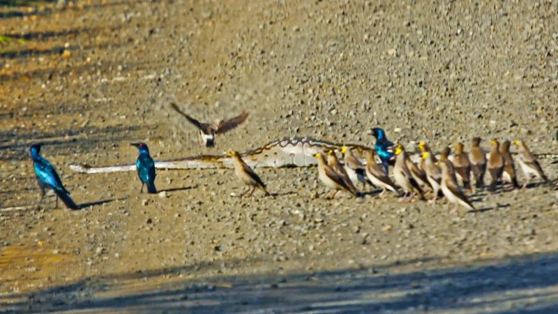 Estorninhos mal-humorados atacam cobra p&iacute;ton africana – Foto: Reprodu&ccedil;&atilde;o/Pam Bruce-Brand/Latest Sightings