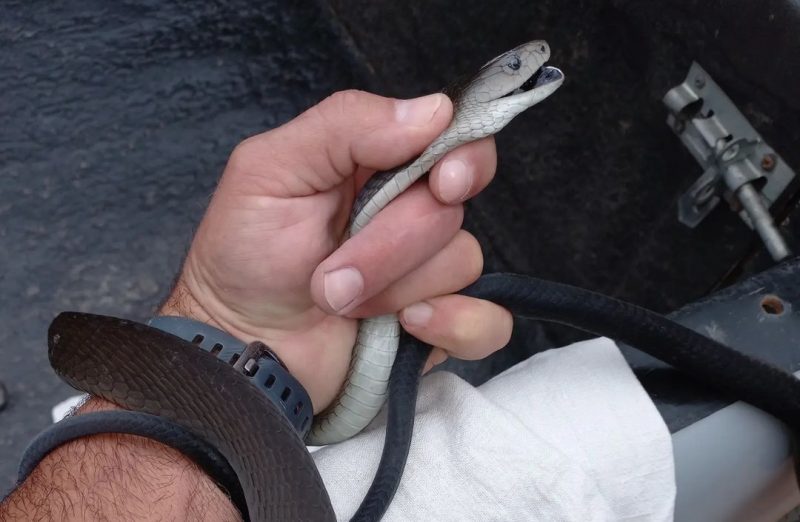 A cobra estava em um banheiro – Foto: Byron Zimmerman/Reprodu&ccedil;&atilde;o/ND