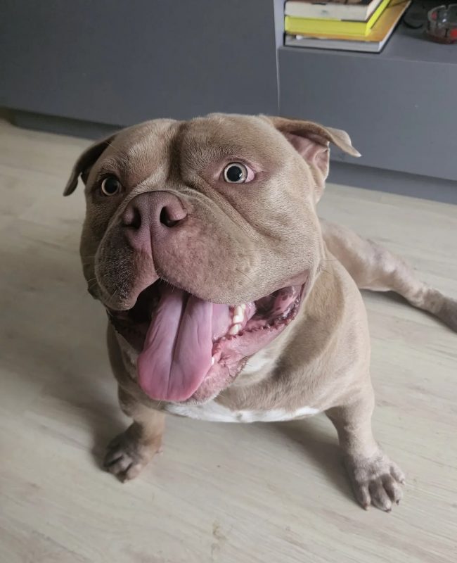 Empres&aacute;rio oferece R$ 1 mil de recompensa para quem encontrar animal de estima&ccedil;&atilde;o – Foto: Reprodu&ccedil;&atilde;o/Internet/ND