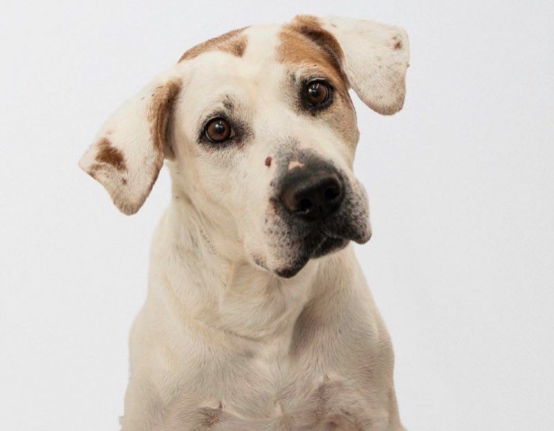 Com a baixa ades&atilde;o da sociedade, a Dibea lan&ccedil;ou a proposta para as fam&iacute;lias pensarem na ado&ccedil;&atilde;o de animais idosos. – Foto: PMF/Reprodu&ccedil;&atilde;o/ND