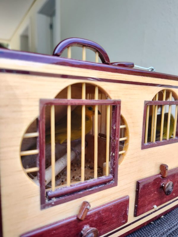 P&aacute;ssaros eram utilizados para ‘rinha de can&aacute;rios’ – Foto: Reprodu&ccedil;&atilde;o/Pol&iacute;cia Militar Ambiental