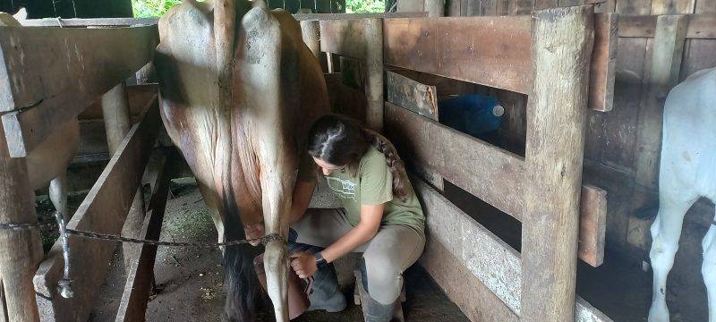 Os pequenos podem acompanhar e ver de perto como se tira o leite da vaca, essa iniciativa contribui muito para a nova gera&ccedil;&atilde;o valorizar os alimentos. &mdash; Foto: Luiz Fernando Dresch/ND