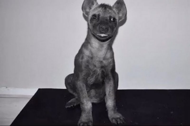 Jovem acredita ter comprado cachorro, mas acaba levando filhote de hiena risonha para casa – Foto: Redes Sociais/Reprodu&ccedil;&atilde;o/ND