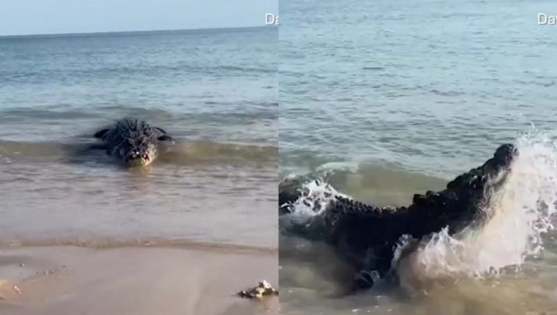 Aventureiro é atacado por crocodilo; veja momento