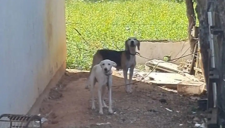 Cachorros s&atilde;o encontrados em situa&ccedil;&atilde;o de maus tratos em S&atilde;o Jos&eacute; – Foto: Bruno Haiah/Secom PMSJ/Divulga&ccedil;&atilde;o/ND