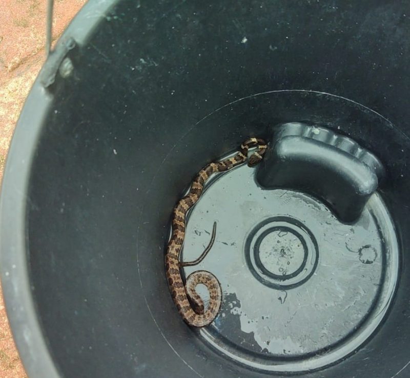 'Veio no repolho': família de Florianópolis acha cobra papa-lesma na geladeira; veja vídeo