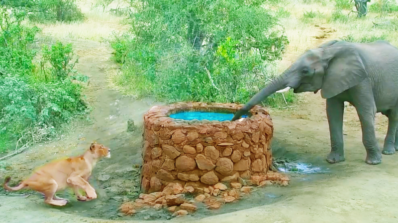 The lion tries to hide from the elephant but ends up being sprayed - Photo: Latest Sightings/Disclosure/ND