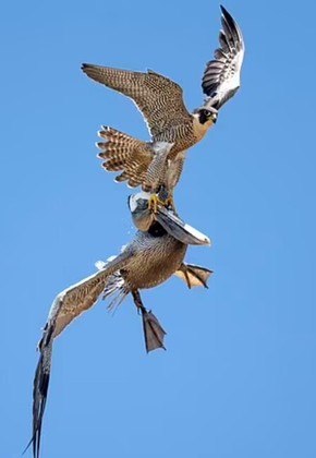 A testemunha acrescenta ainda que o pelicano curioso provavelmente n&atilde;o queria fazer nada de mal ao ninho, mas o falc&atilde;o n&atilde;o interpretou desta maneira e partiu pra cima do visitante inesperado. – Foto: Reprodu&ccedil;&atilde;o/Instagram/@lionsbrow94/ND