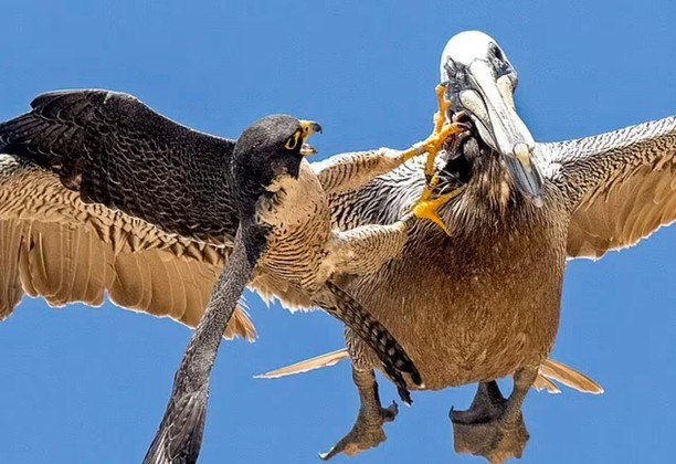 Nas fotos &eacute; poss&iacute;vel ver que o falc&atilde;o-peregrino aplicou um corretivo violente no pelicano. – Foto: Reprodu&ccedil;&atilde;o/Instagram/@lionsbrow94/ND