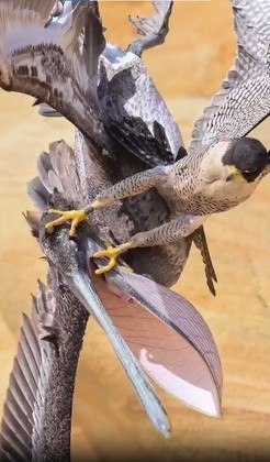 As garras do falc&atilde;o-peregrino atingiram a cabe&ccedil;a, o bico e outras partes do pelicano, uma ave imensa e oportunista. – Foto: Reprodu&ccedil;&atilde;o/Instagram/@lionsbrow94/ND