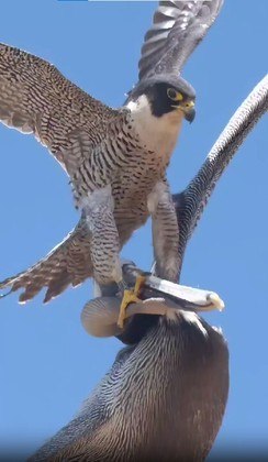 &Eacute; poss&iacute;vel observar no olhar do falc&atilde;o a raiva de ver invasores na &aacute;rea pondo em risco seu sossego. – Foto: Reprodu&ccedil;&atilde;o/Instagram/@lionsbrow94/ND