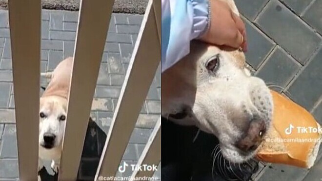 Cachorro ‘pede’ por p&atilde;o para a vizinha – Foto: Reprodu&ccedil;&atilde;o TikTok @catiacamilaandrade/ND