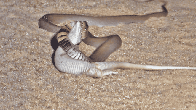 Batalha entre cobra e lagarto – Foto: Reprodu&ccedil;&atilde;o/Latest Sightings/ND