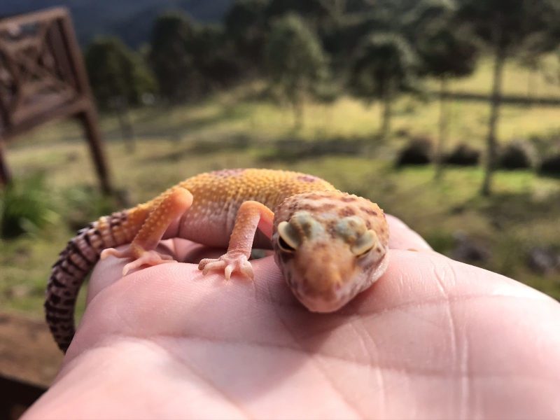 De 10 animais listados, oito s&atilde;o de estima&ccedil;&atilde;o – na imagem um Leopard Gecko, atendido pela m&eacute;dica veterin&aacute;ria – Foto: Priscila M&uuml;ller/Divulga&ccedil;&atilde;o/ND