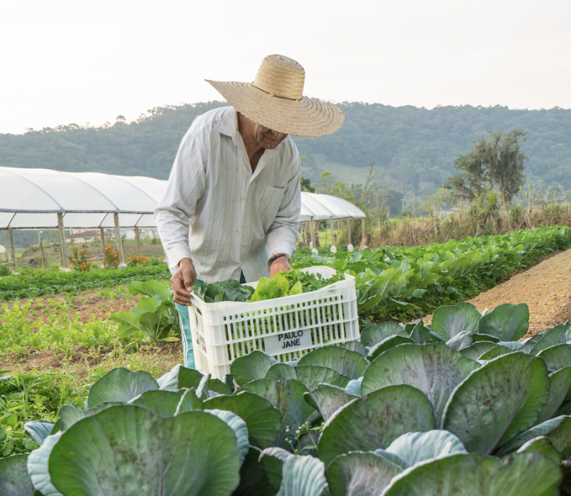 Uso de agrotóxicos nas lavouras de SC reduziu 21,35%, conforme levantamento do MPSC