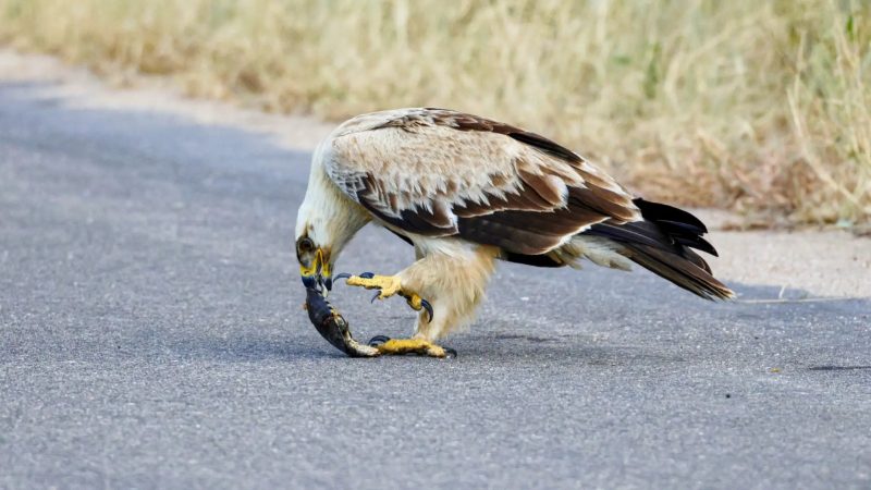 Unfortunately, this is a common sight in the Kruger National Park.  As well as many other areas with high levels of wildlife movement.  Animals such as impalas, birds and small reptiles are particularly prone to being hit by vehicles, especially at night when visibility is poor.  – Photo: Latest Sightings/Disclosure/ND