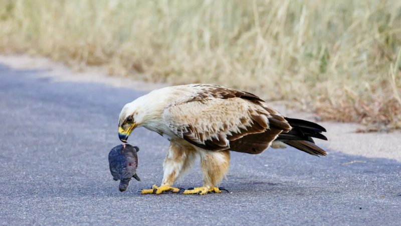 Finally, the eagle took his prize and flew off to the nearest tree.  She then continued to feed on the little turtle until there was nothing left but the shell.  – Photo: Latest Sightings/Disclosure/ND