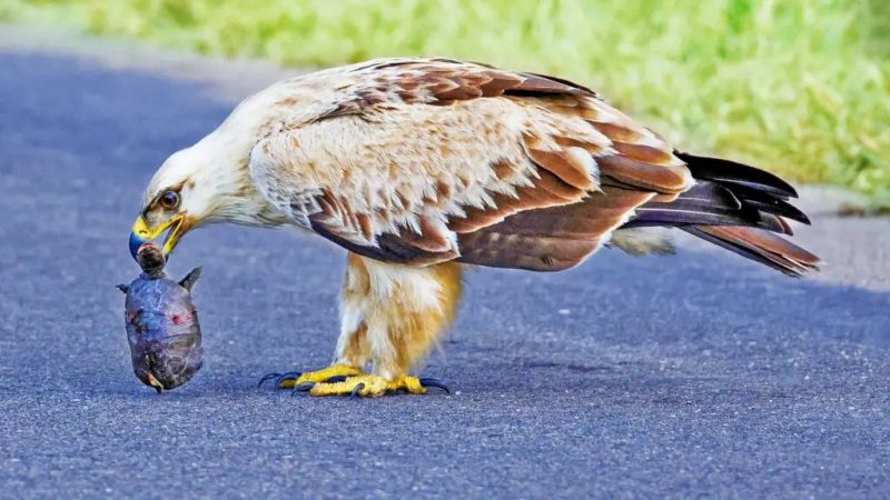 These birds of prey are known for their sharp eyesight and impressive hunting skills.  Although they primarily feed on small mammals such as rodents and hares, they have also been known to eat carrion.  – Photo: Latest Sightings/Disclosure/ND
