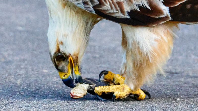 An eagle tearing apart a turtle on the road - Photo: Latest Sightings/Disclosure/ND