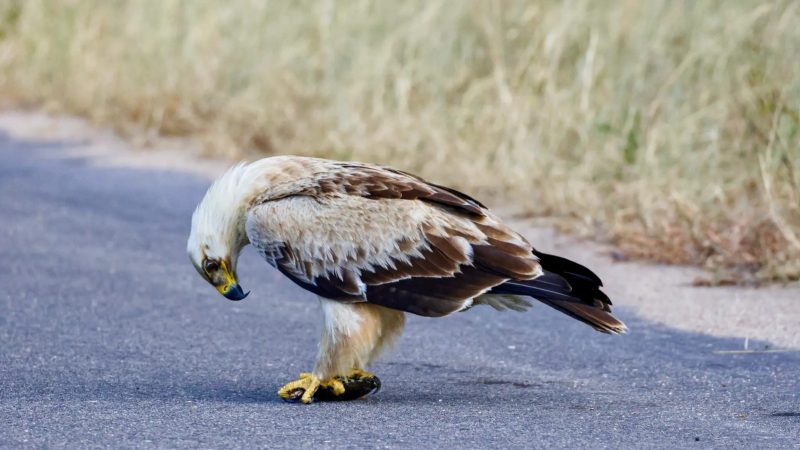 A tourist traveling in South Africa spotted a hapless tortoise being eaten by a group of tawny eagles in the Kruger National Park.  Photo: Latest Sightings/Disclosure/ND