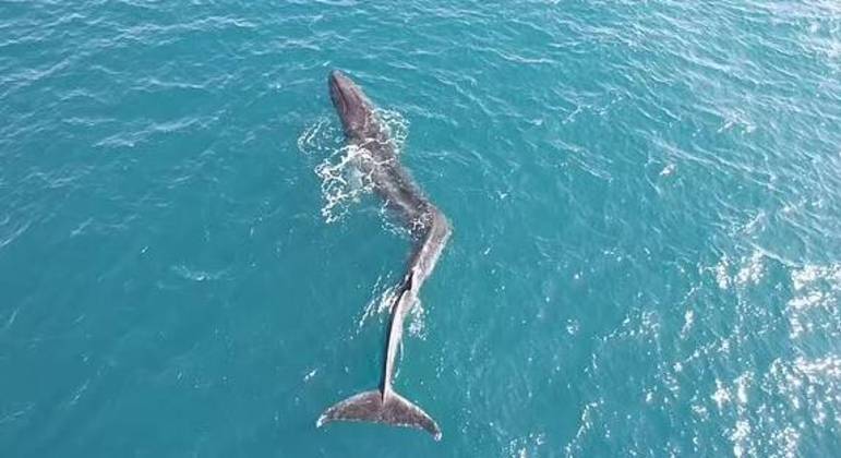 Bi&oacute;logos ficam abismados com deforma&ccedil;&atilde;o estranha encontrada em baleia gigante – Foto: Ocean&aacute;rio de Val&ecirc;ncia