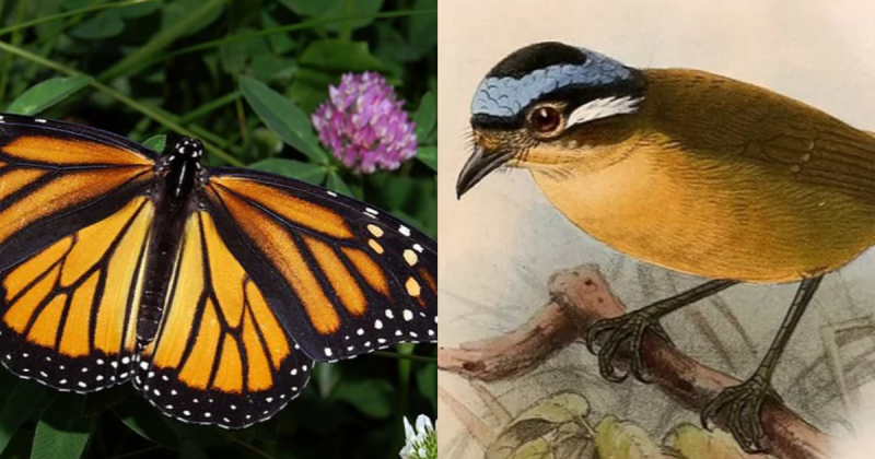 Animas “fofos” que s&atilde;o surpreendentemente venenosos – Foto: Wikimedia Commons/Reprodu&ccedil;&atilde;o/ND