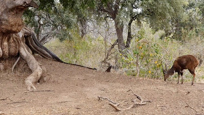 Ant&iacute;lope ing&ecirc;nuo n&atilde;o v&ecirc; que est&aacute; sendo perseguido por p&iacute;ton – Foto: Reprodu&ccedil;&atilde;o/Latest Sightings/ND