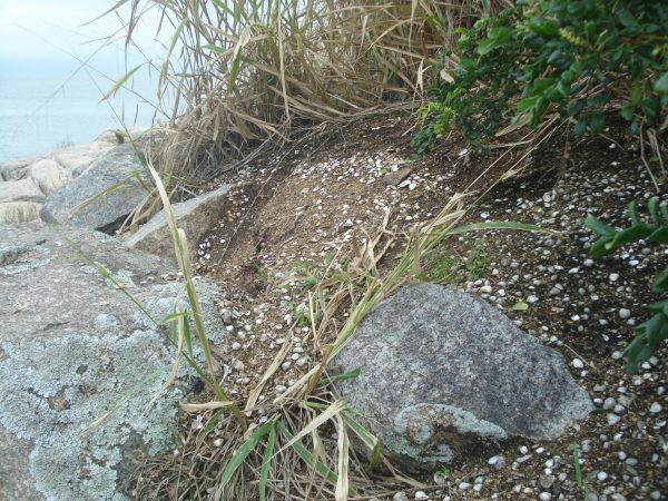 Dep&oacute;sitos de conchas, vest&iacute;gios &oacute;sseos de animais e artefatos l&iacute;ticos ajudam os arque&oacute;logos – Foto: Divulga&ccedil;&atilde;o/ND