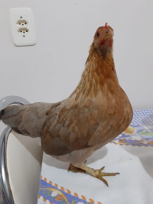 animal de estimação galinha