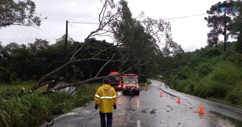 &Aacute;rvore ca&iacute;da no meio da rua em Urussanga – Foto: CBMSC/Reprodu&ccedil;&atilde;o/ND