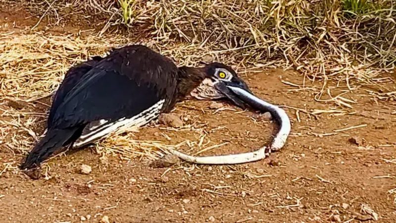 Cobra morta engasga p&aacute;ssaro e lanche vira tormento – Foto: Reprodu&ccedil;&atilde;o/Latest Sightings/ND