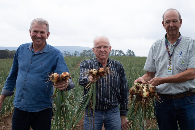 Com a produ&ccedil;&atilde;o de 495.995 toneladas de cebola na safra 2021/22, Santa Catarina se mant&eacute;m como o maior produtor do pa&iacute;s – Foto: Divulga&ccedil;&atilde;o