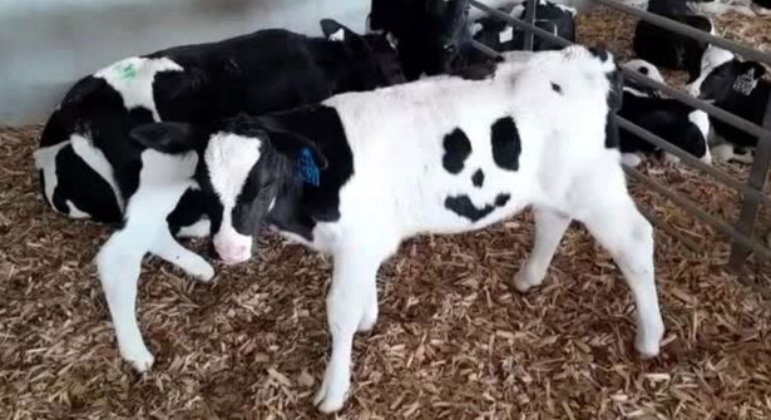 Marca de nascen&ccedil;a formada por pela cor dos pelos do bezerro salvou a vida do animal – Foto: HOLSTEIN BELLBROOK (VIA MIRROR)/ REPRODU&Ccedil;&Atilde;O/ ND