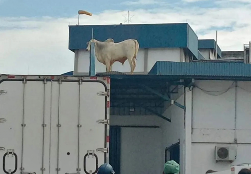 Boi &eacute; flagrado em cima de telhado de frigor&iacute;fico em Len&ccedil;&oacute;is Paulista – Foto: Reprodu&ccedil;&atilde;o/Internet/ND