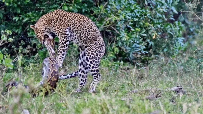 Animais lutam pela sobreviv&ecirc;ncia – Foto: Reprodu&ccedil;&atilde;o/Latest Sightings/ND
