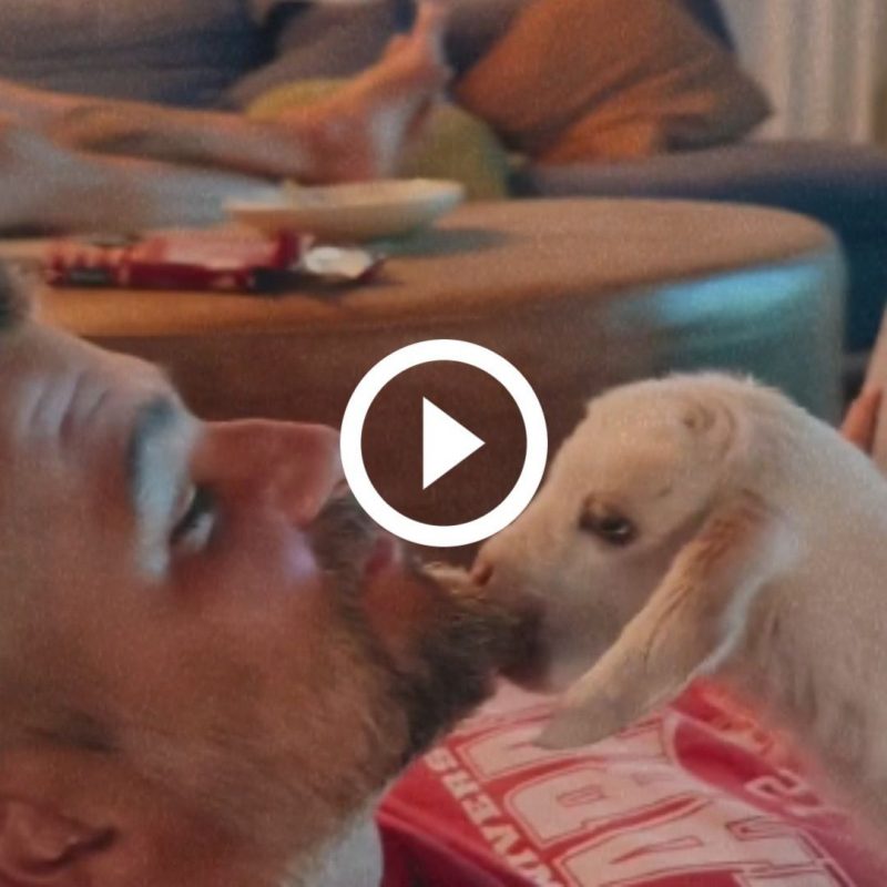 Cabrito confunde com capim e come barba de ator Bruno Gagliasso: ‘Love geral’ – Foto: Redes Sociais/Reprodu&ccedil;&atilde;o/ND