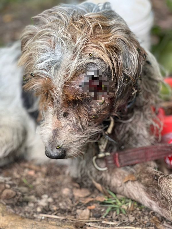 Mulher é presa após deixar cachorro sem remédios e com fraturas expostas, em Florianópolis