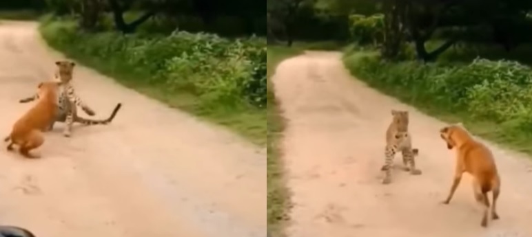 Cachorro latiu e assustou leopardo – Foto: Reprodu&ccedil;&atilde;o/Redes Sociais/ND