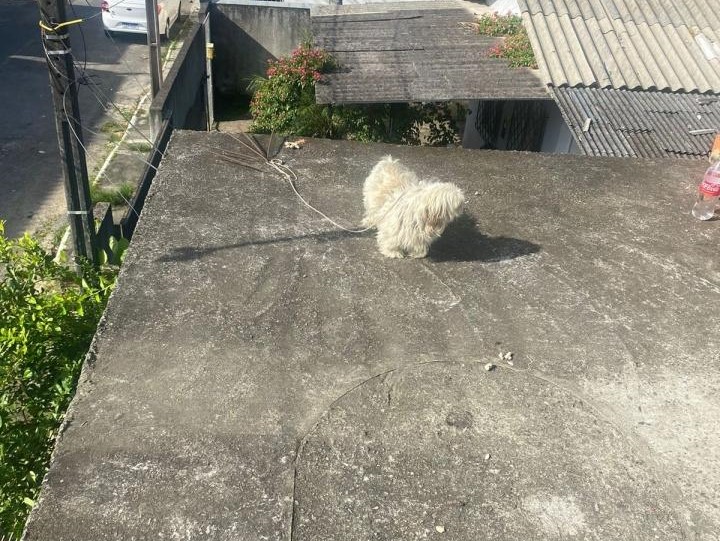 Policiais encontram c&atilde;o maltratado durante ocorr&ecirc;ncia em Itaja&iacute; – Foto: Pol&iacute;cia Militar/Divulga&ccedil;&atilde;o/ND