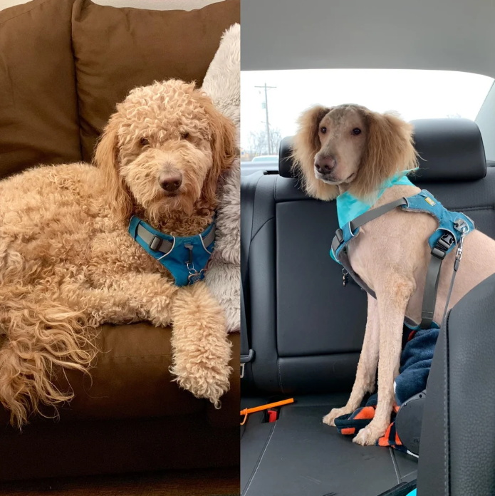 O antes e depois surpreendente do animal foi compartilhado pelo tutor e viralizou na internet – Foto: Reddit/Reprodu&ccedil;&atilde;o/ND