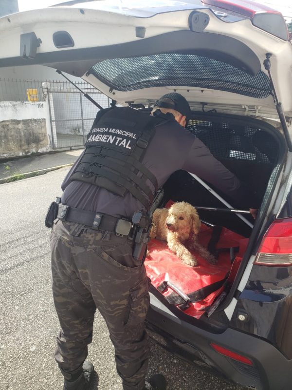 Cachorro atropelado em via movimentada de SC &eacute; resgatado por guardas ambientais – Foto: Guarda Municipal Ambiental/Reprodu&ccedil;&atilde;o/ND