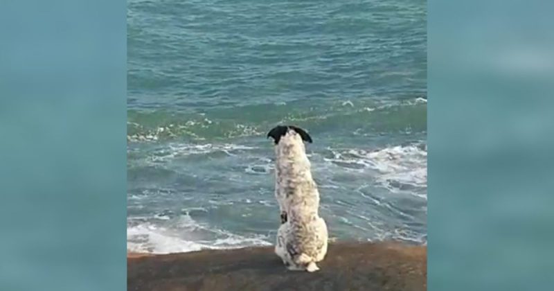Companheirismo: c&atilde;o &eacute; flagrado aguardando buscas por tutor que foi arrastado por onda em Laguna&nbsp;– Foto: Divulga&ccedil;&atilde;o/ND