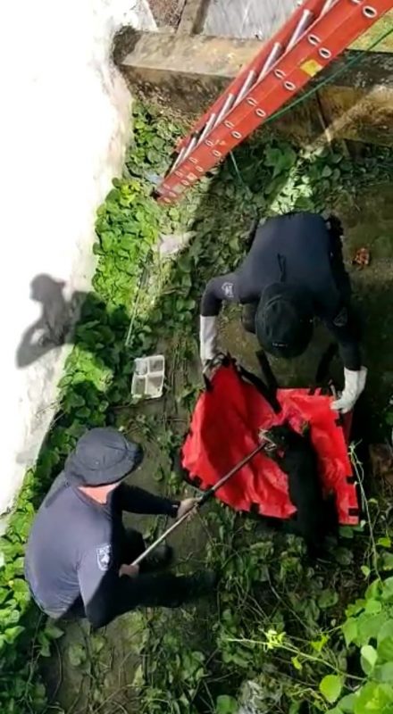 Cachorros foram resgatados de vala no Hospital de Caridade De Florian&oacute;polis. – Foto: Guarda Ambiental de Florian&oacute;polis/