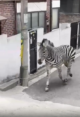 A zebra escapes from a zoo and is caught 'walking' through the streets - Photo: Social media / ND reproduction