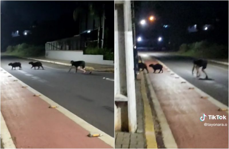 capivara, gargalhadas, 